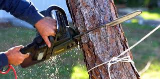 Trusted Green, OH Tree Removal and Landscaping Services Experts